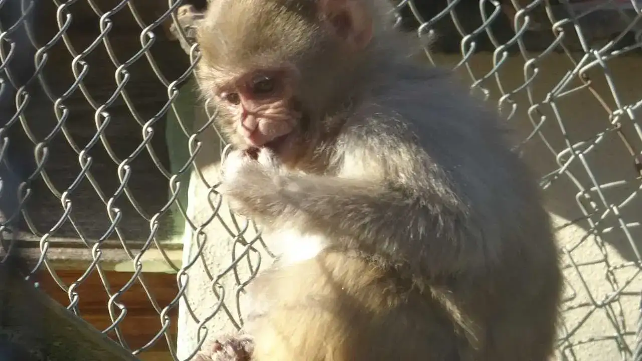 Antalya’ya Kaçak Gelen Fıstık Yeni Hayatına Merhaba Dedi! 3